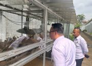 Lapas Kelas IIA Salemba Kembangkan Budidaya Ayam Kampung dengan Mesin Penetas