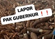 Pabrik Singkong Di Way Kanan Tabrak Harga Batas Gubernur