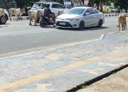 Warga Indralaya Muntahkan Kekecewaan kepada Kasatpol PP Ogan Ilir Rosita: Sapi Liar Masih Berkuasa di Jalan Raya, Satpol PP Diduga Malas Gerak!