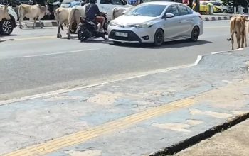 Warga Indralaya Muntahkan Kekecewaan kepada Kasatpol PP Ogan Ilir Rosita: Sapi Liar Masih Berkuasa di Jalan Raya, Satpol PP Diduga Malas Gerak!