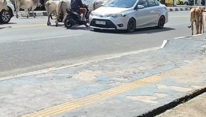 Warga Indralaya Muntahkan Kekecewaan kepada Kasatpol PP Ogan Ilir Rosita: Sapi Liar Masih Berkuasa di Jalan Raya, Satpol PP Diduga Malas Gerak!